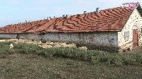 ОДБХ НЯМА ПРОТОКОЛ ЗА ВЗЕТИ КРЪВНИ ПРОБИ ОТ СТАДОТО В БОЛЯРОВО